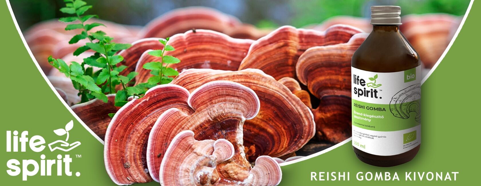 Fogyás pecsétviaszgombával!-Gaia Ganoderma Reishi gomba fogyás