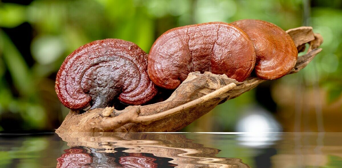Pecsétviaszgomba (Reishi, Ganoderma gomba) a 